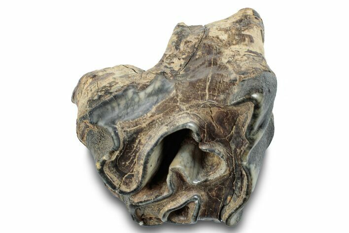 Fossil Woolly Rhino (Coelodonta) Tooth - Siberia #257864